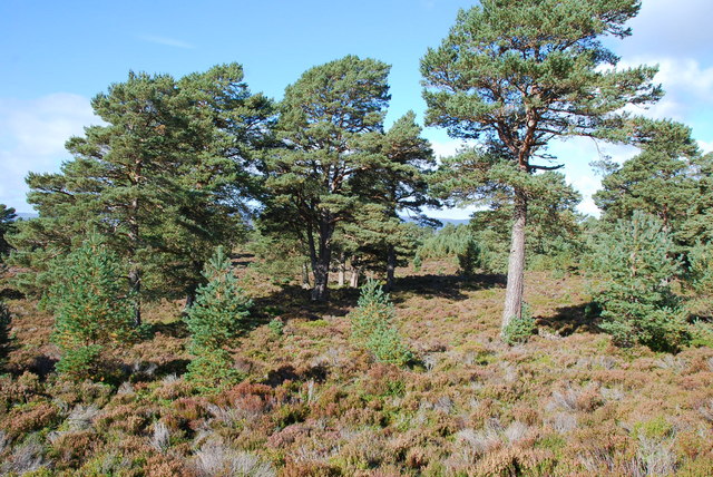 Pine Forest